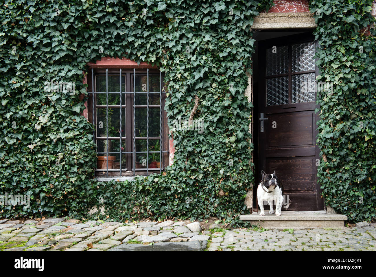 Cane in piedi di fronte a casa coperta da edera Foto Stock