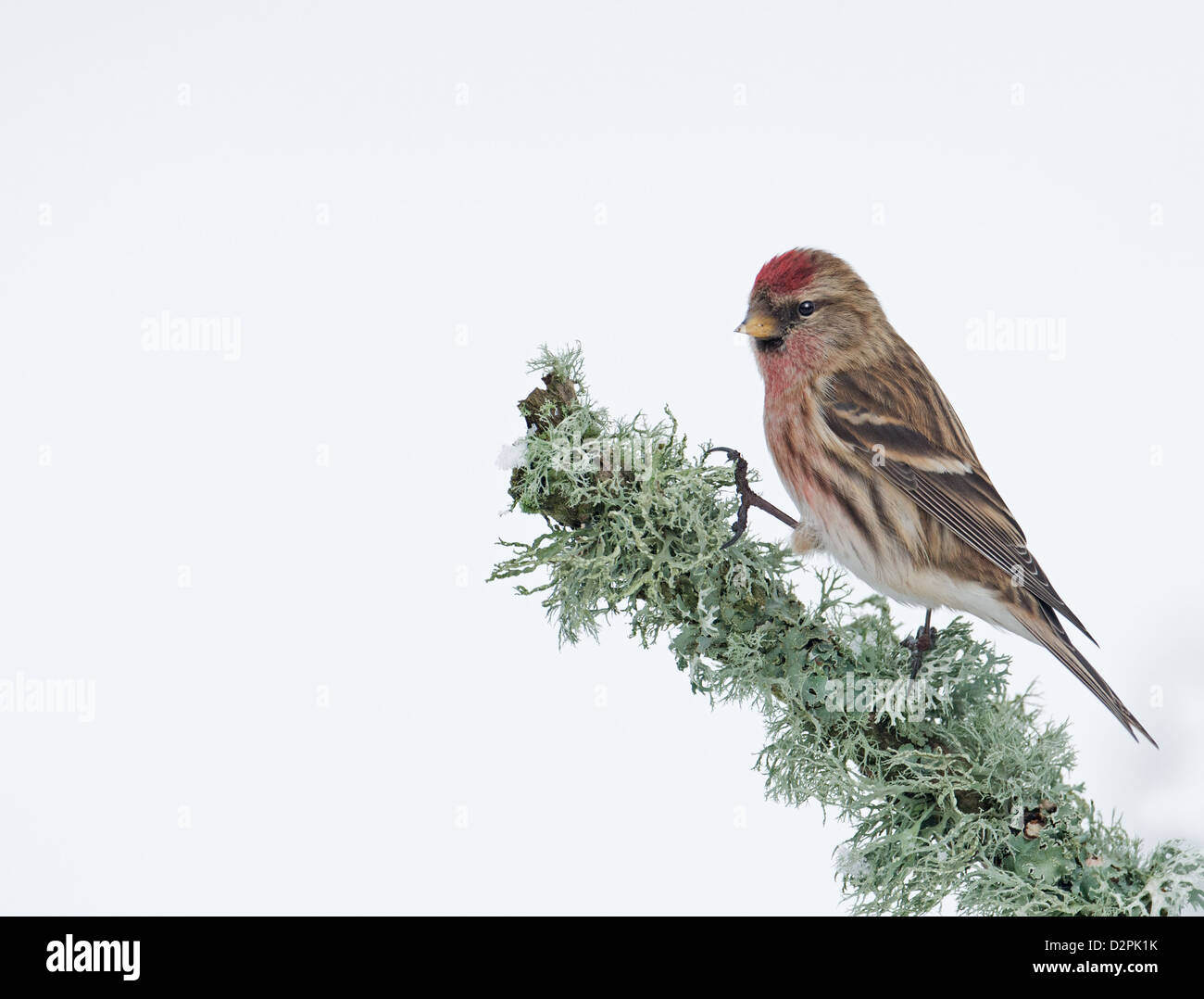Maschio Redpoll minore. (Carduelis cabaret) arroccato su un lichene d'inverno. Regno Unito. Foto Stock