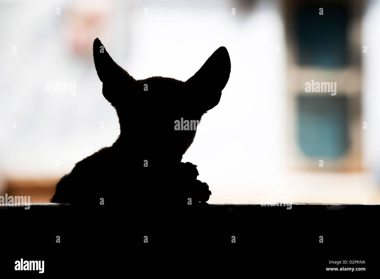 Silhouette di un cucciolo indiano con grandi orecchie seduto su una casa in paese due passi. India Foto Stock