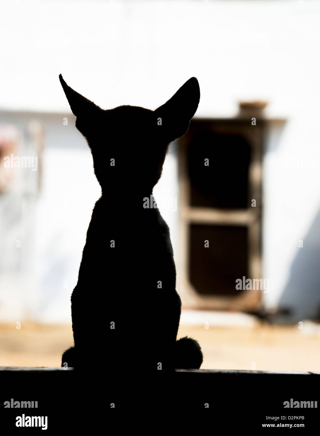 Silhouette di un cucciolo indiano con grandi orecchie seduto su una casa in paese due passi. India Foto Stock