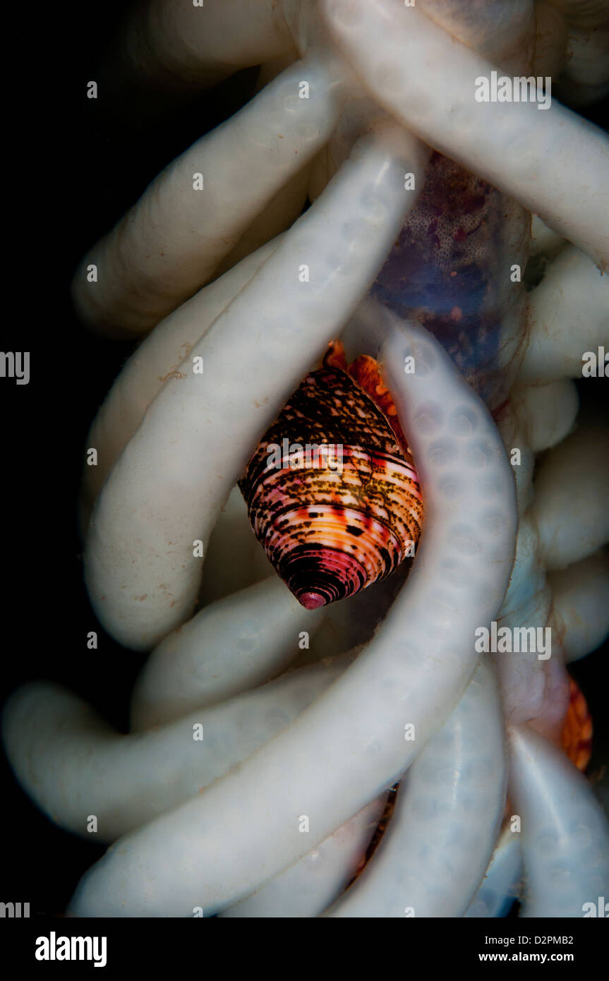 Dipinto di guscio superiore avvolto in uova di calamari Foto Stock