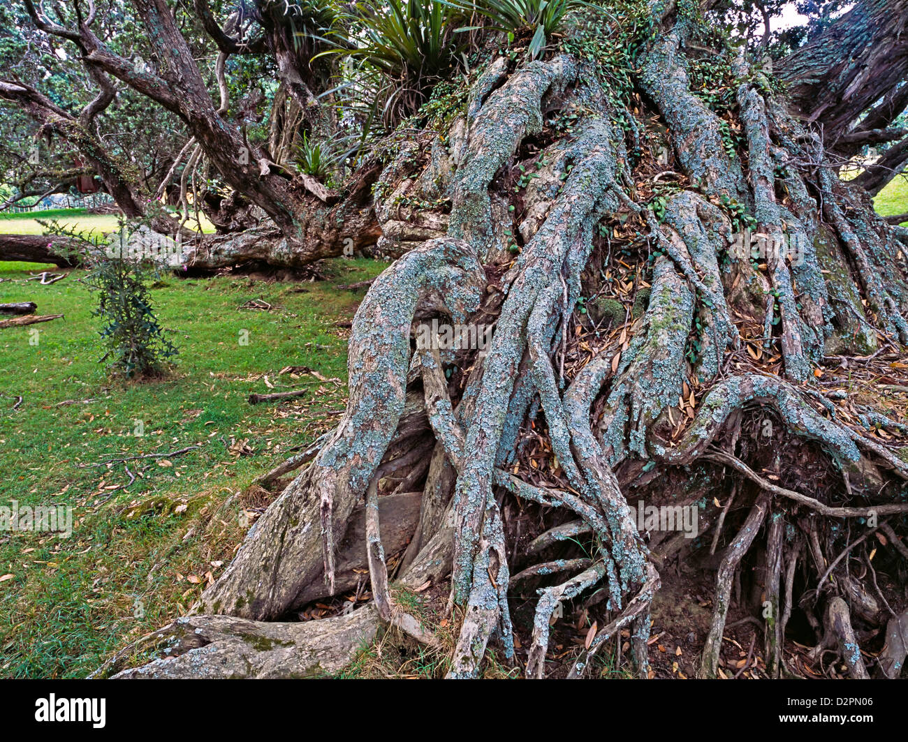 Albero Pohutukawa radici, Penisola di Coromandel, Isola del nord, Nuova Zelanda Foto Stock