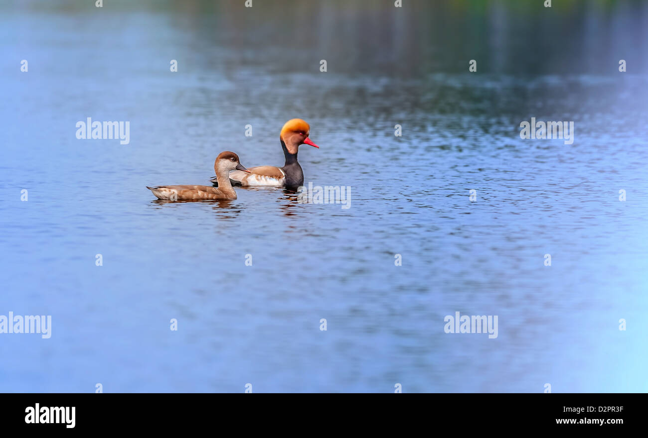 Rosso-crested moriglioni,migratorie, bird, Diving duck, Rhodonessa Rufina, nuoto in acqua, spazio di copia Foto Stock