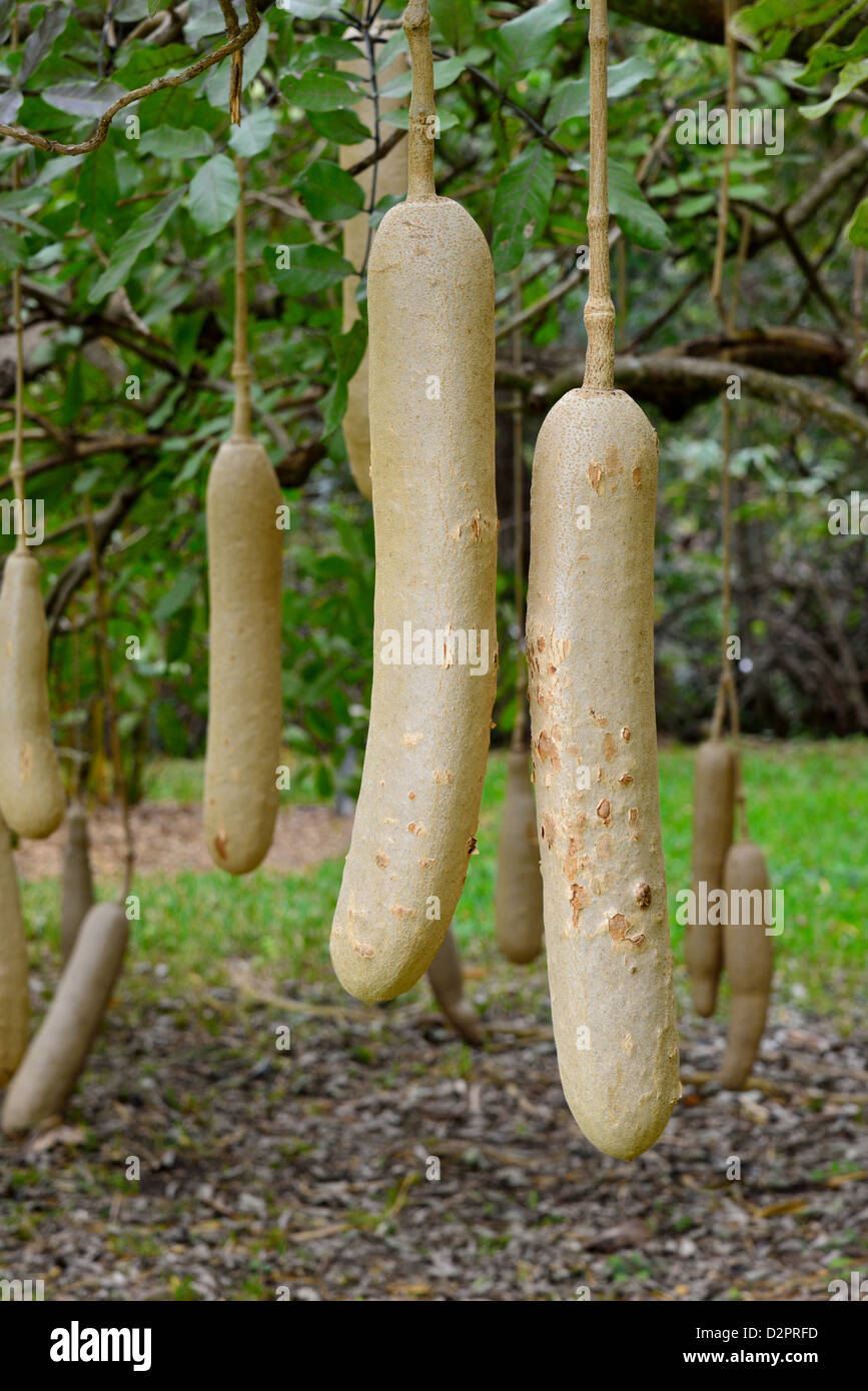 Frutti pendenti di salsiccia tree (Kigelia africana). Fairchild Giardino Botanico, Coral Gables, Florida, Stati Uniti d'America. Foto Stock