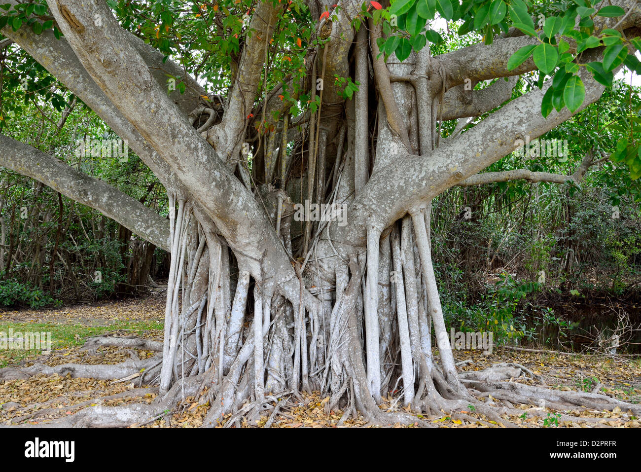 Sistema di radice di un grande albero di fico. Coral Gables, Florida, Stati Uniti d'America. Foto Stock