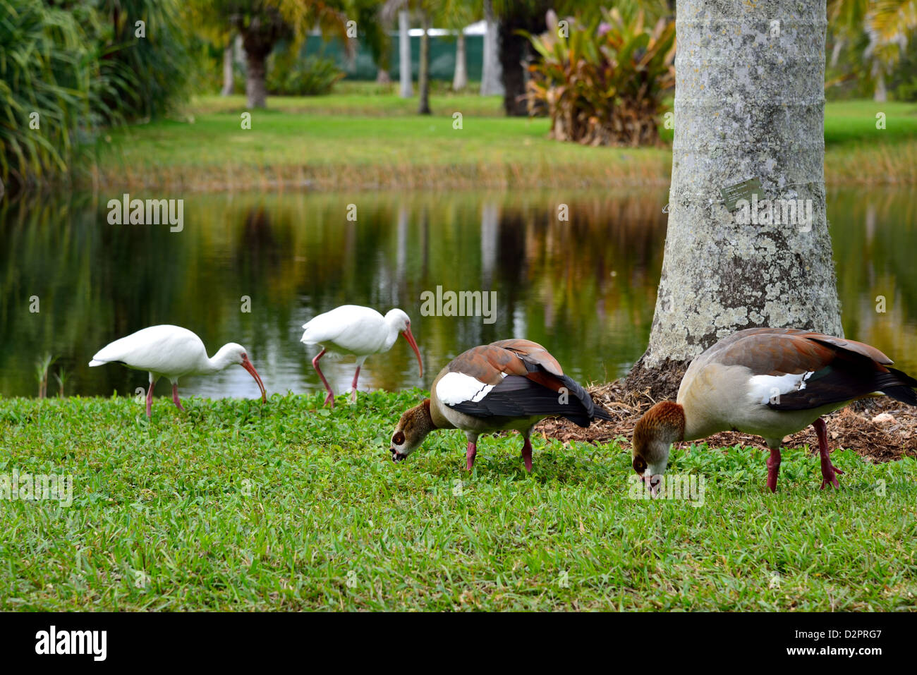 Oche egiziane (Alopochen aegyptiacus) e bianco ibis pascolo a Fairchild Giardino Botanico. Coral Gables, Florida, Stati Uniti d'America. Foto Stock