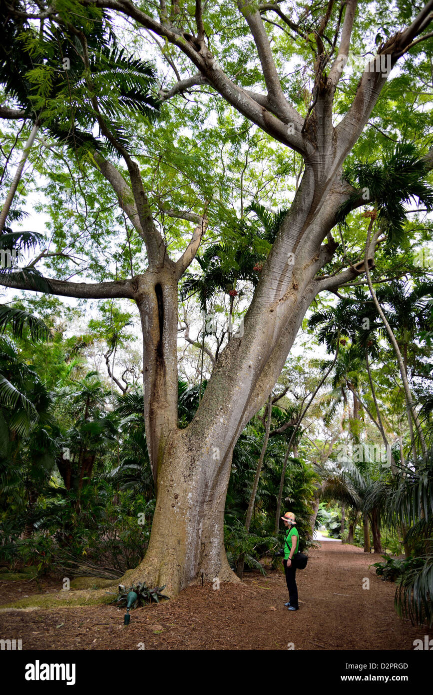 Un gigantesco albero di fico presso la Fairchild giardino botanico. Coral Gables, Florida, Stati Uniti d'America. Foto Stock
