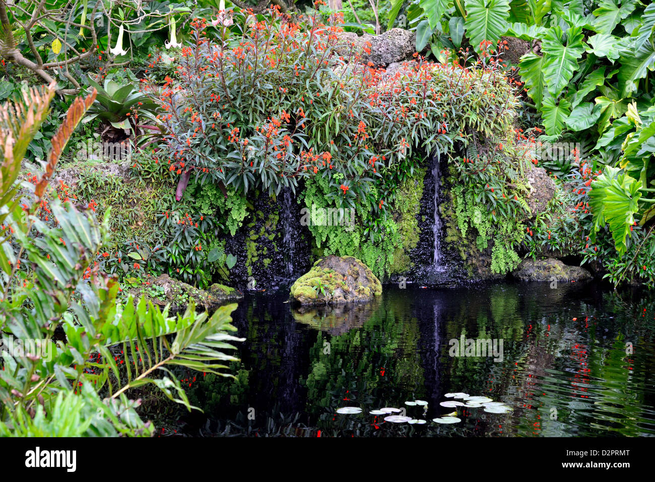 Laghetto in giardino a Fairchild giardino botanico. Coral Gables, Florida, Stati Uniti d'America. Foto Stock