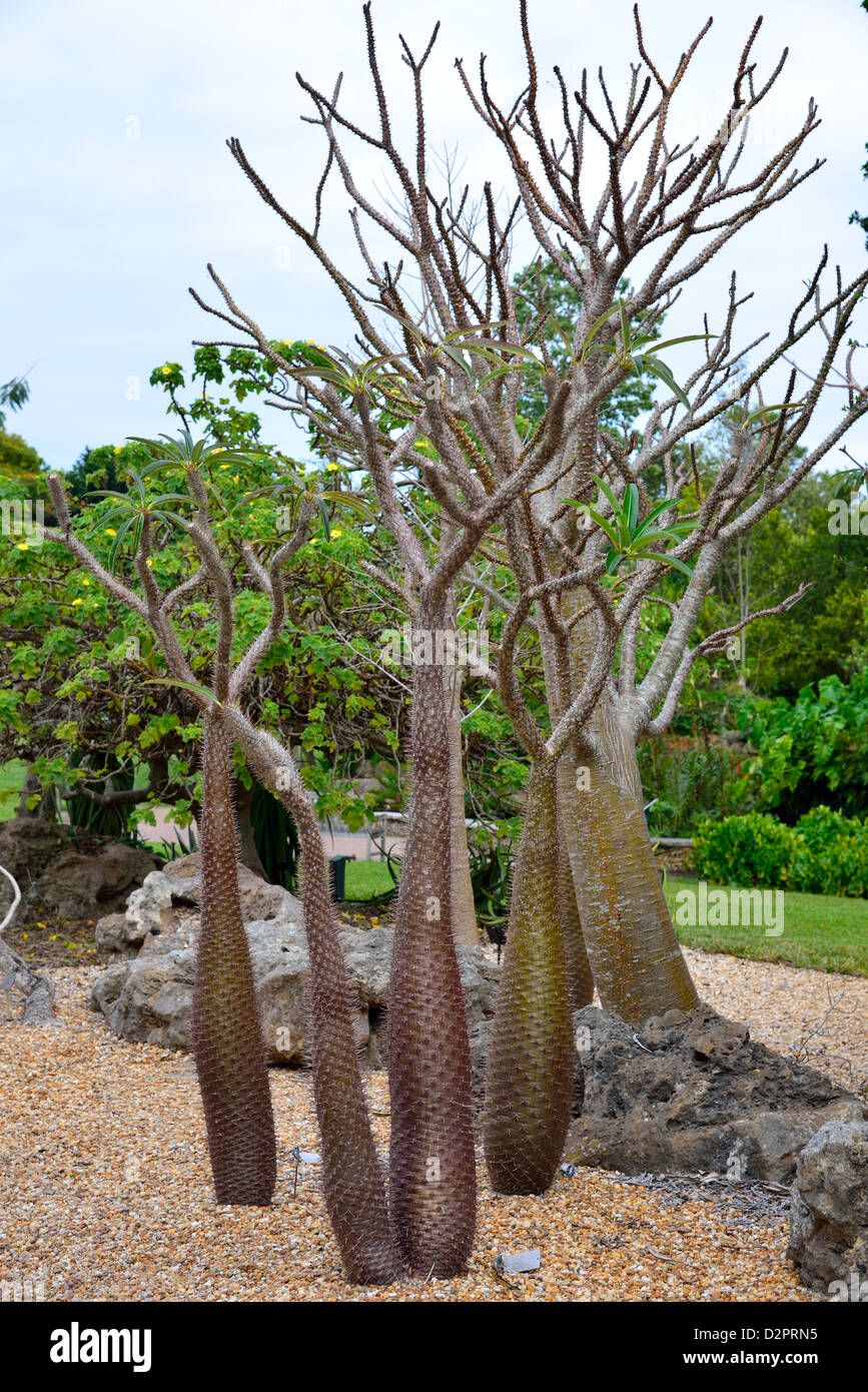 I cactus nel deserto giardino. Fairchild giardino botanico. Coral Gables, Florida, Stati Uniti d'America. Foto Stock