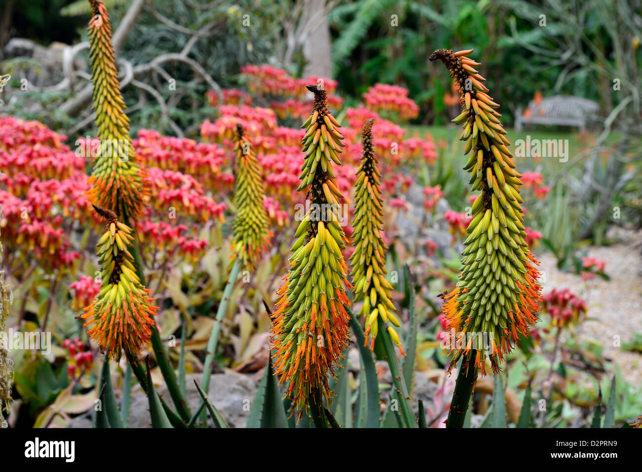 Agave coloratissimi fiori. Fairchild giardino botanico. Coral Gables, Florida, Stati Uniti d'America. Foto Stock