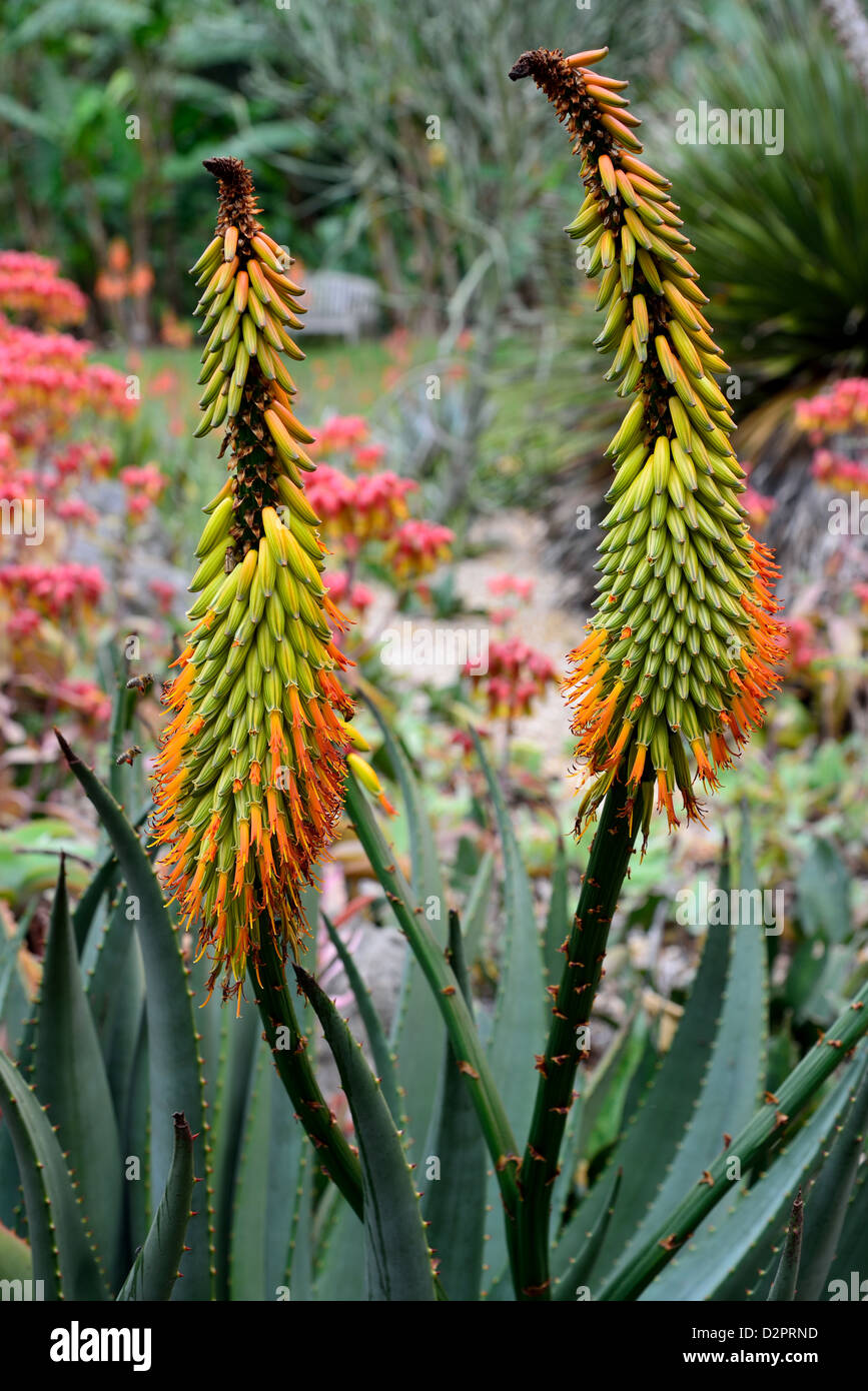 Agave coloratissimi fiori. Fairchild giardino botanico. Coral Gables, Florida, Stati Uniti d'America. Foto Stock