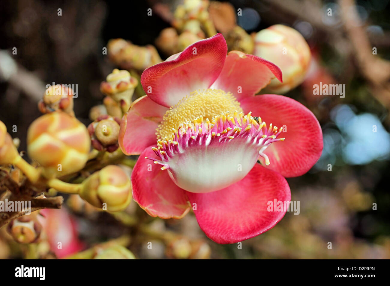 Cannonball fiore Foto Stock