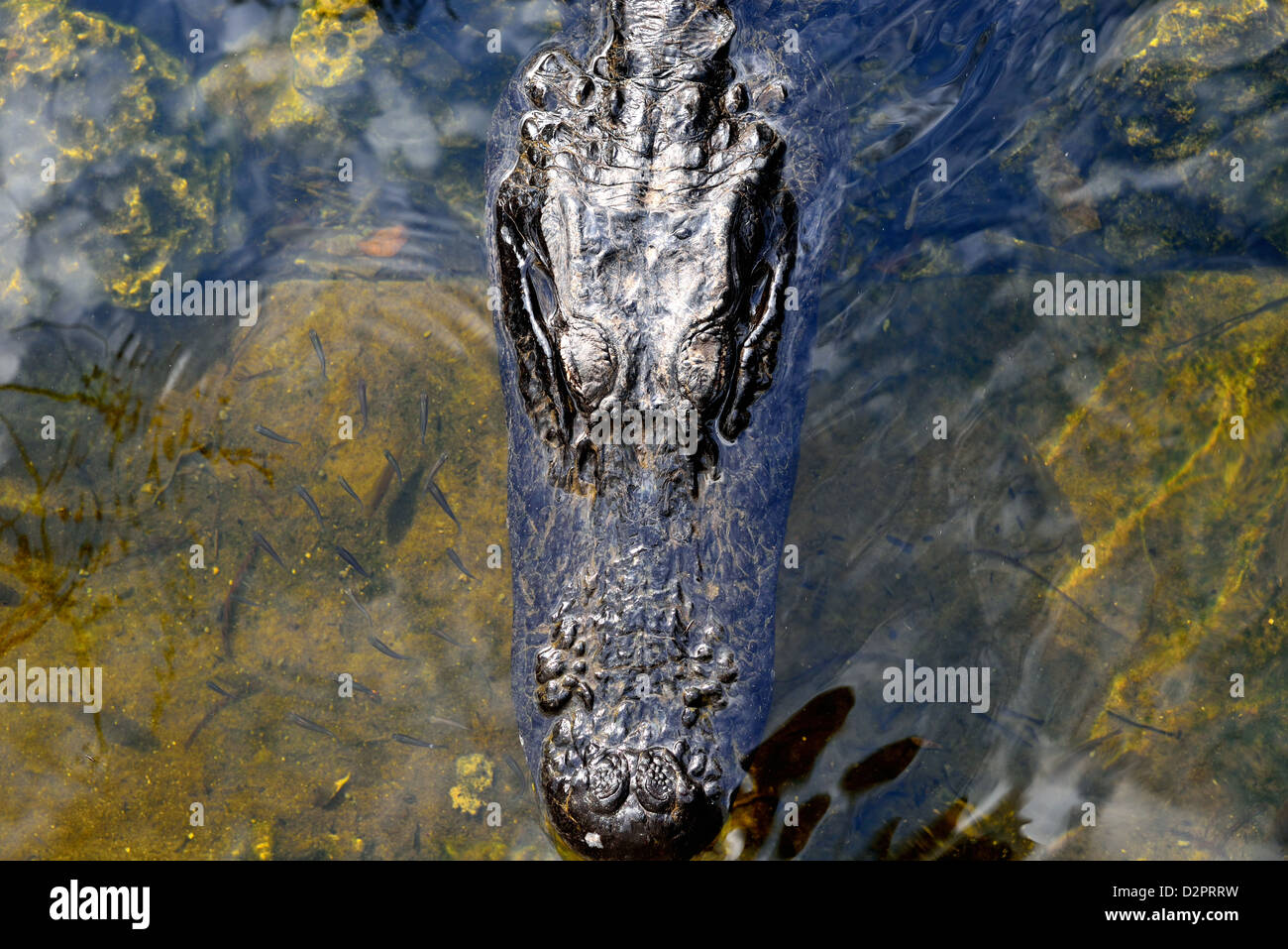 Un grosso coccodrillo al Big Cypress National Preserve, Florida, Stati Uniti d'America. Foto Stock