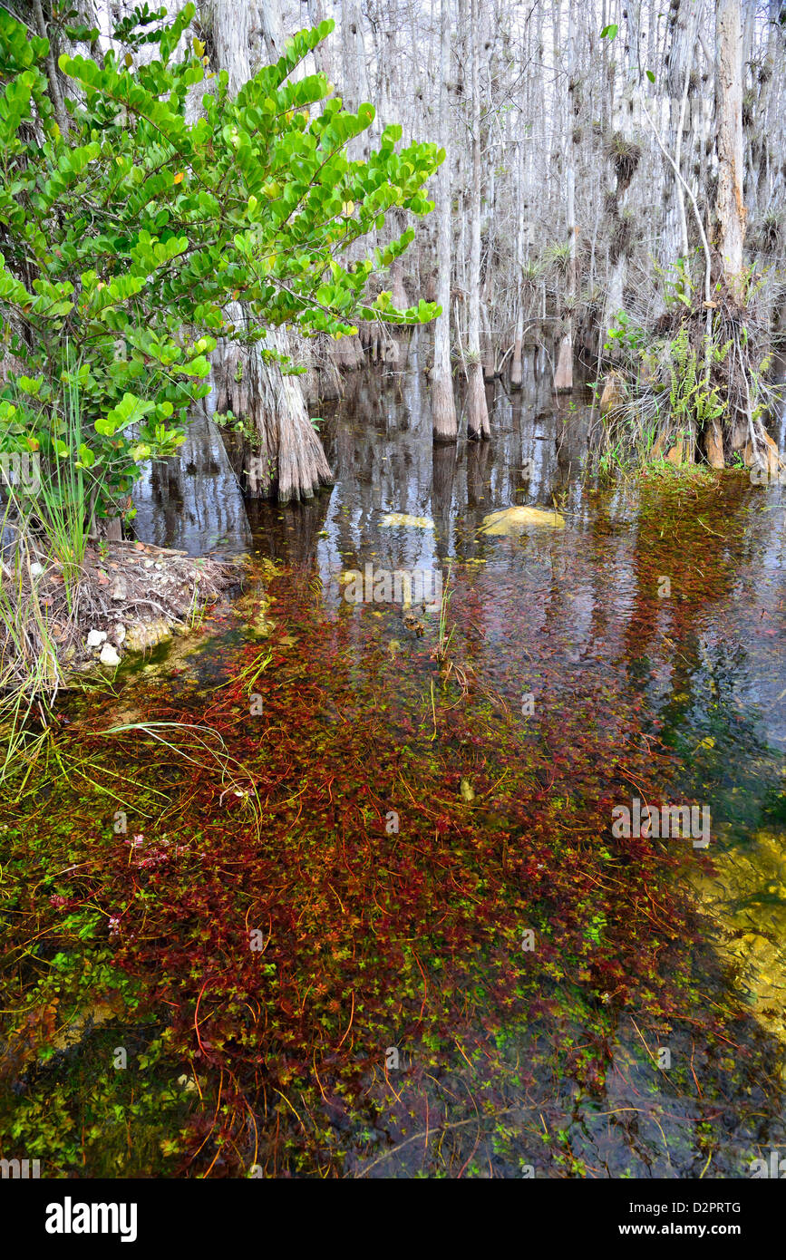 Acqua colorata piante sommerso in acqua. Il Big Cypress National Preserve, Florida, Stati Uniti d'America. Foto Stock