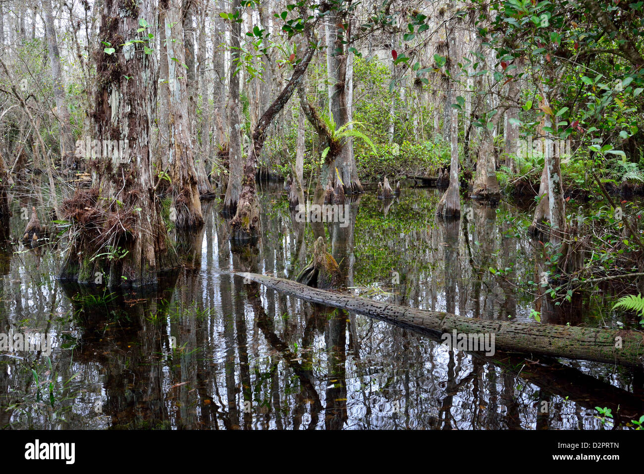 Cipresso calvo foresta ai Big Cypress National Preserve, Florida, Stati Uniti d'America. Foto Stock