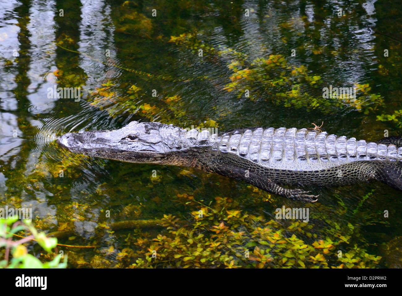 Un alligatore a nuotare in acqua chiara. Big Cypress National Preserve, Florida, Stati Uniti d'America. Foto Stock