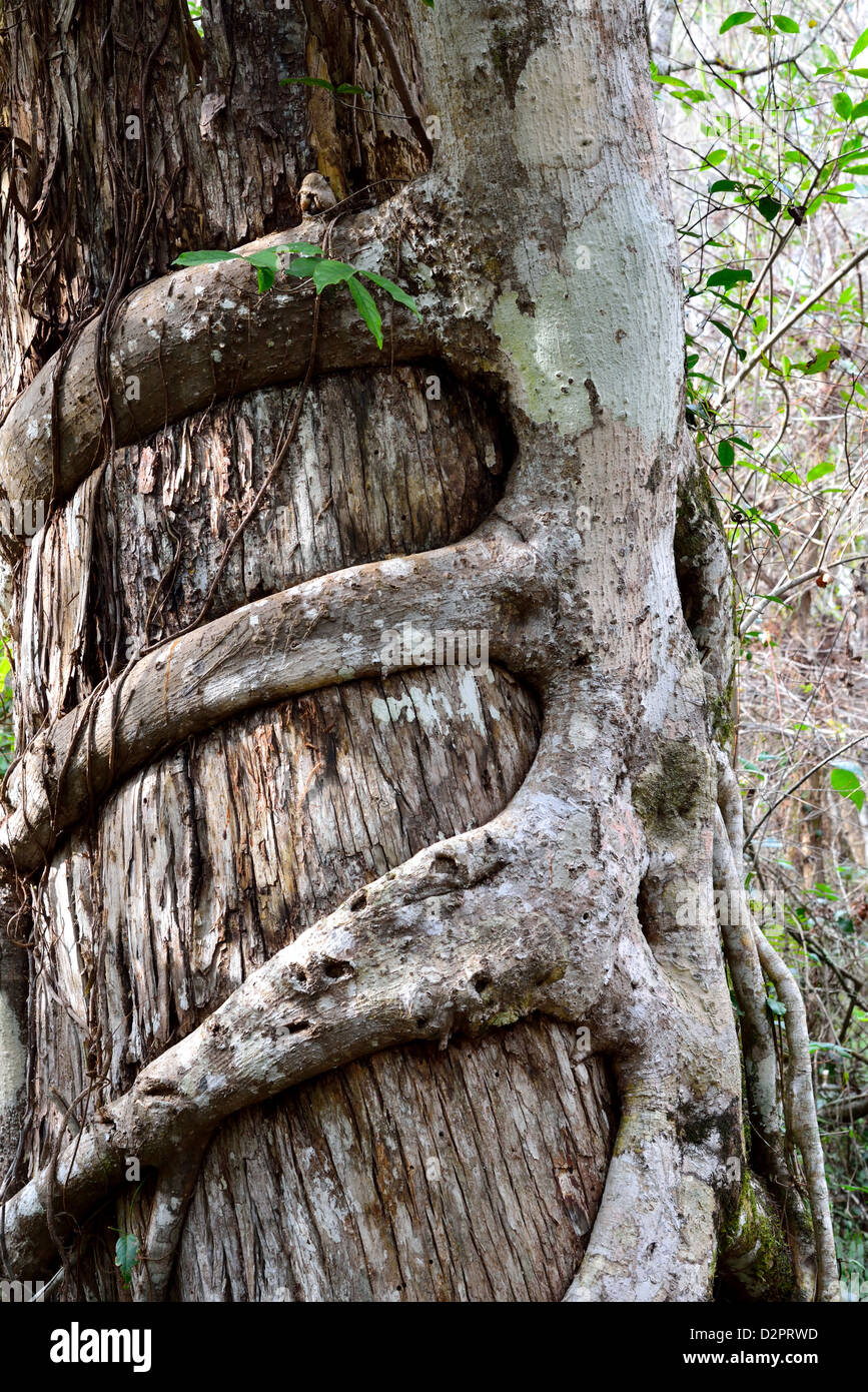 Strangler fig (Ficus aurea) la graffatura sul tronco di un albero. Il parco nazionale delle Everglades, Florida, Stati Uniti d'America. Foto Stock