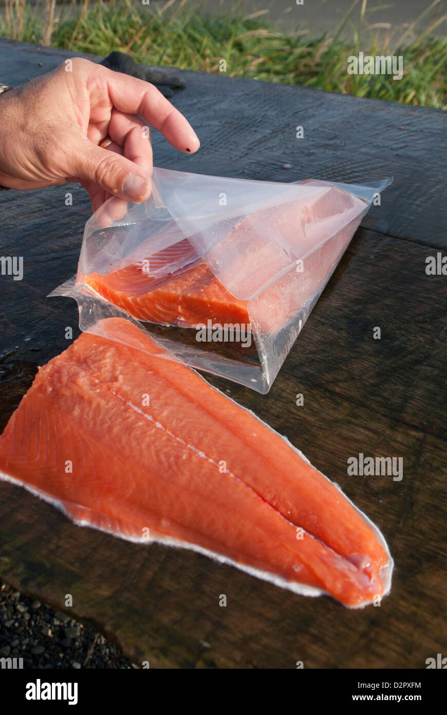 Imballaggio di un argento di filetto di salmone per il confezionamento sotto vuoto e il congelamento, Icy Bay Lodge,Alaska. Foto Stock