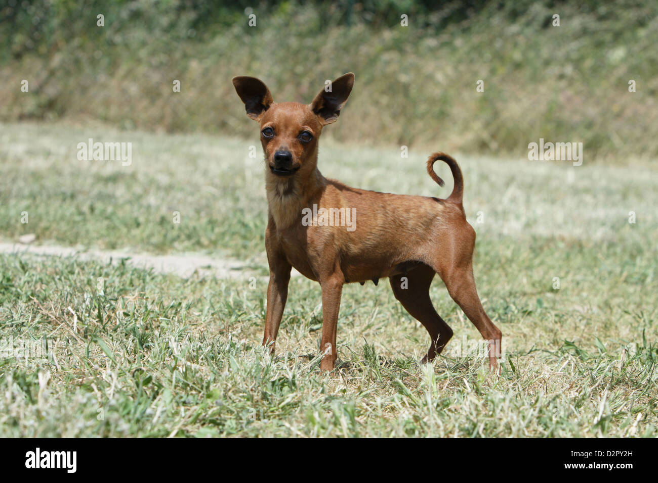 Cane Prazsky krysarik / Praga / Ratter Ratier de Praga adulto in piedi in un prato Foto Stock