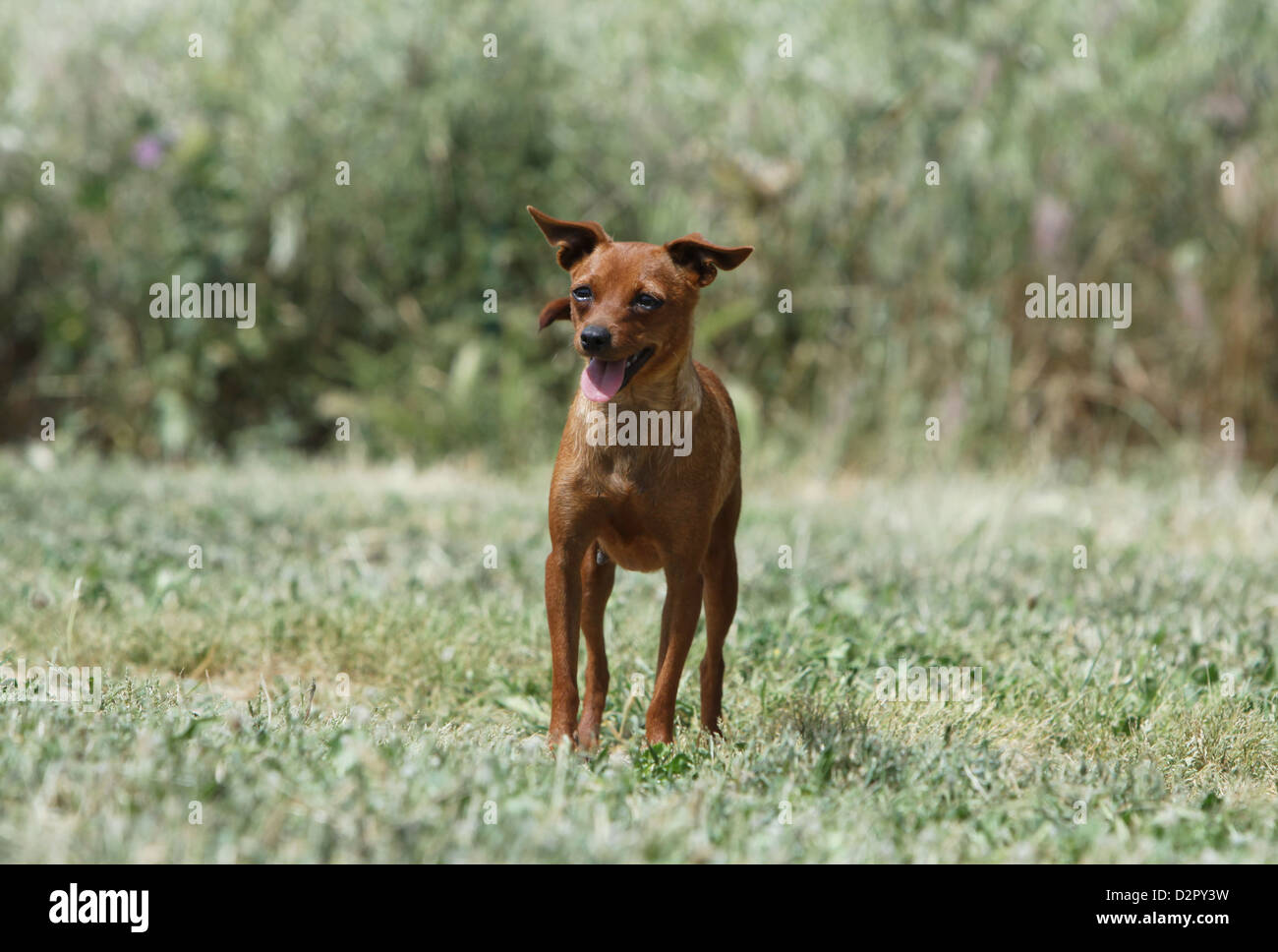 Cane Prazsky krysarik / Praga / Ratter Ratier de Praga adulto in piedi in un prato Foto Stock