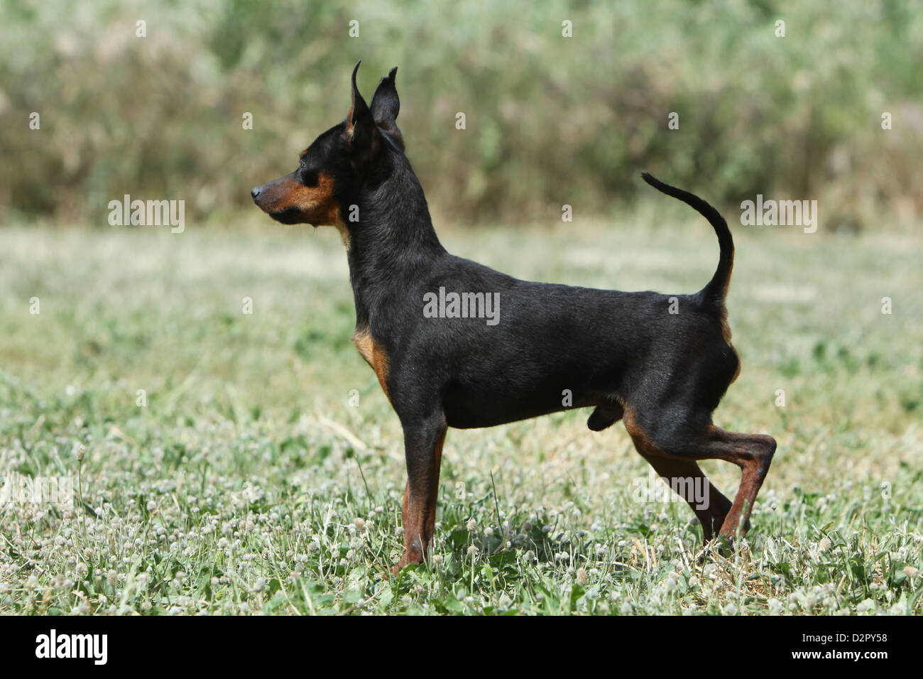 Cane Prazsky krysarik / Praga / Ratter Ratier de Praga adulto in piedi in un prato Foto Stock