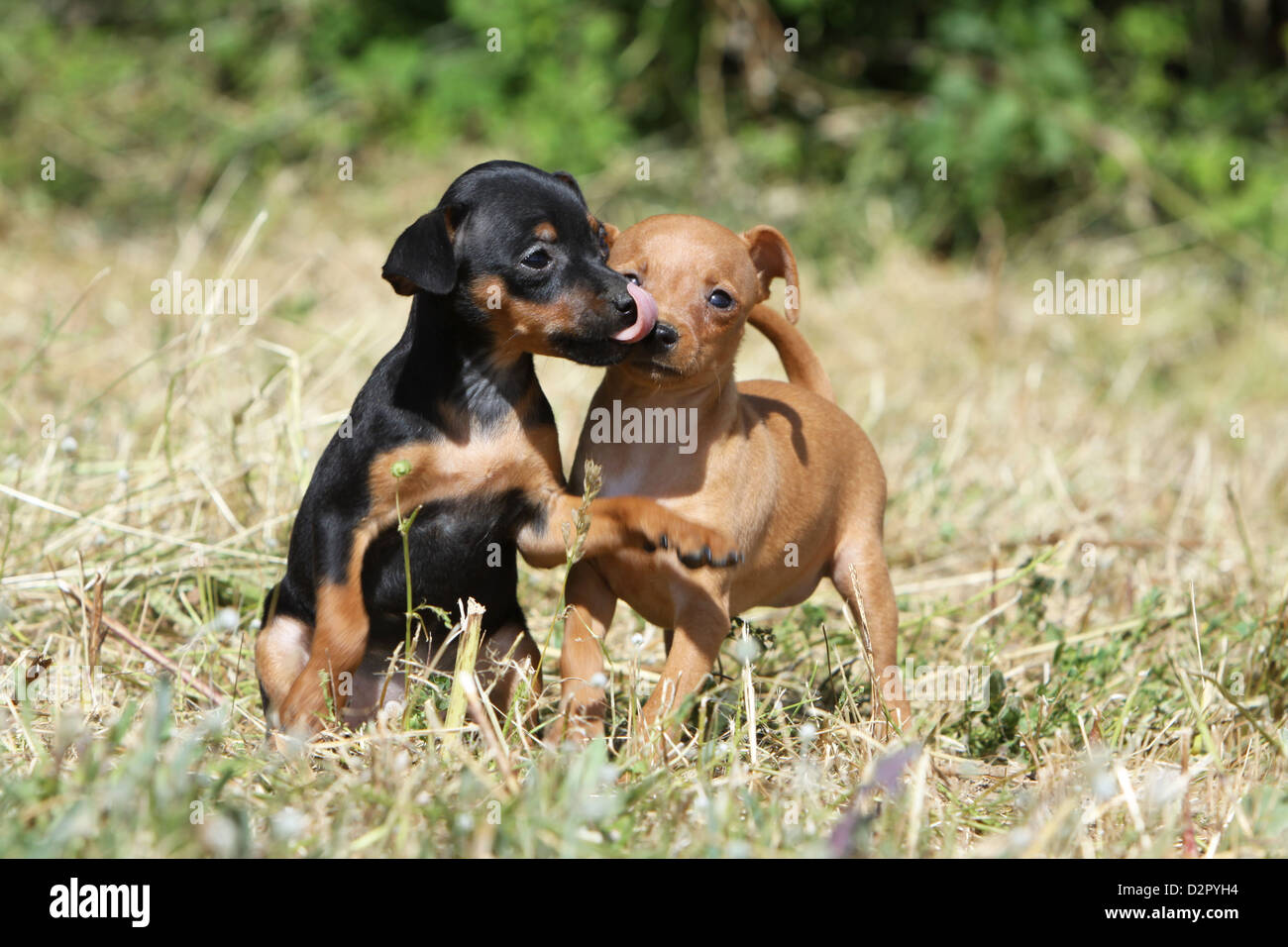 Cane Prazsky krysarik / Praga / Ratter Ratier de Praga due cuccioli colori diversi baci Foto Stock