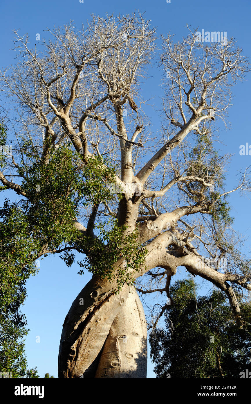 Tronco a spirale di baobab, tra Morondava e Belon io Tsiribihina, Madagascar, Africa Foto Stock