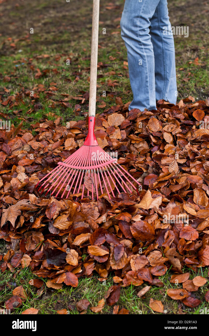 Foglie di Rake. Rimuovere foglie. Il giardinaggio in autunno. Foto Stock