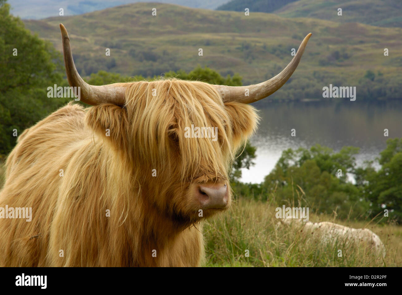 Highland bovini al di sopra di Loch Katrine, Loch Lomond e il Trossachs National Park, Stirling, Scozia, Regno Unito, Europa Foto Stock
