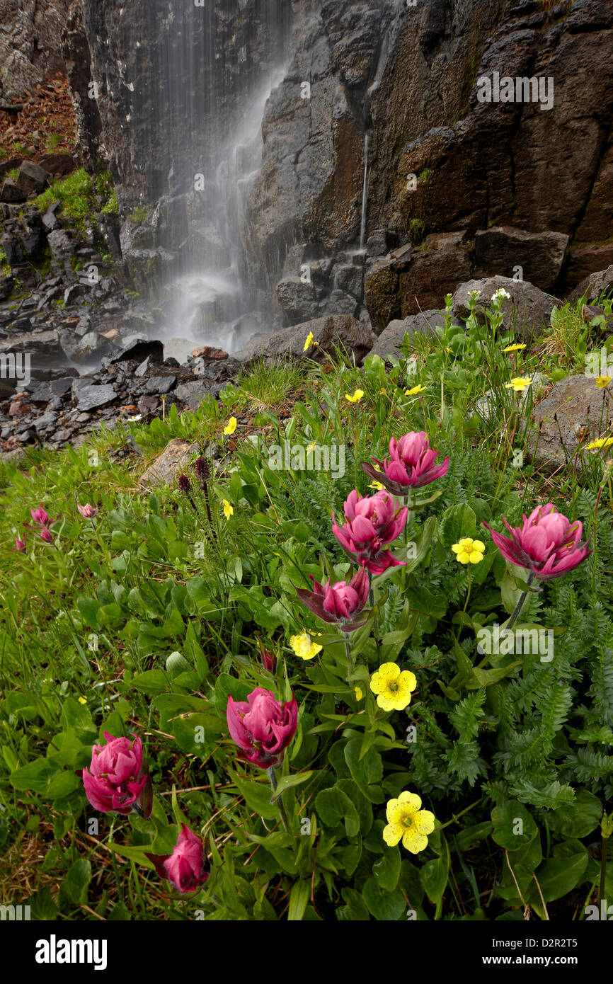 Rosy paintbrush (Castilleja rhexifolia) e avens alpino (Acomastylis rossii turbinata), San Juan National Forest, Colorado, STATI UNITI D'AMERICA Foto Stock