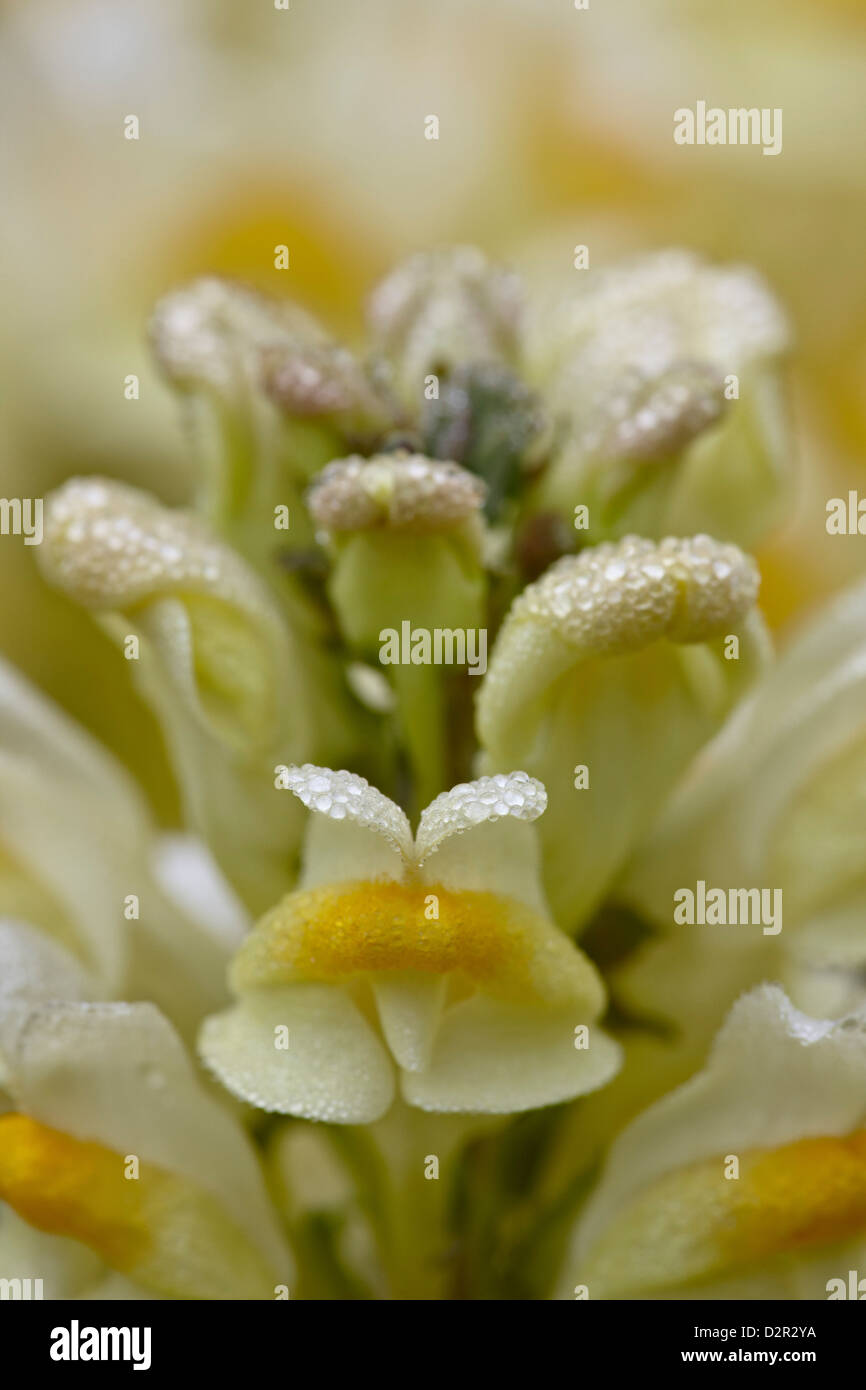 Il burro e le uova (toadflax comune) (giallo toadflax) (Linaria vulgaris), San Juan National Forest, Colorado, STATI UNITI D'AMERICA Foto Stock