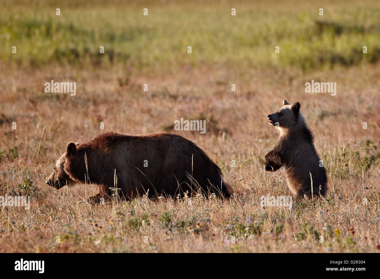 Orso grizzly (Ursus arctos horribilis) sow e yearling cub, il Parco Nazionale di Glacier, Montana, USA Foto Stock