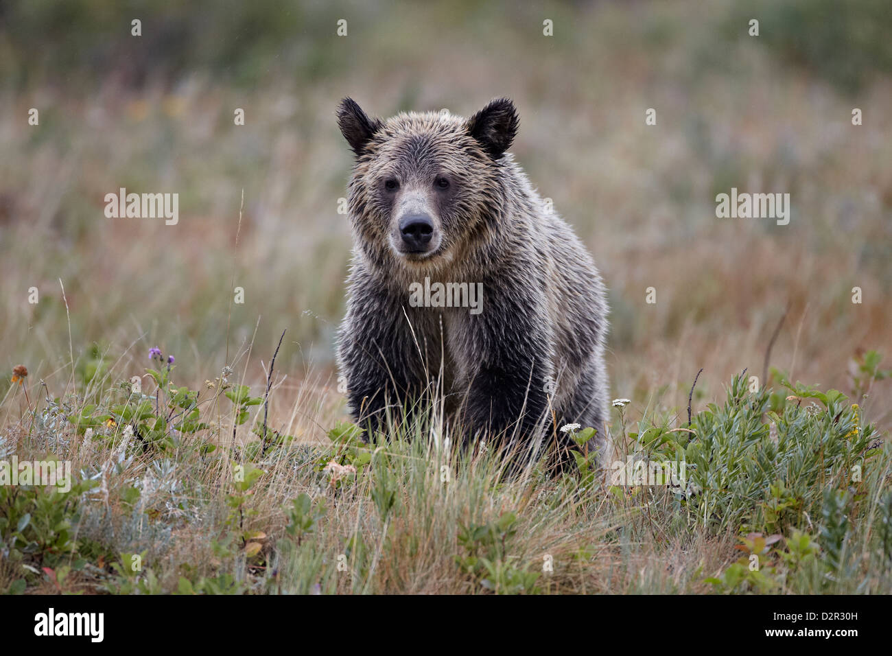 Orso grizzly (Ursus arctos horribilis) sotto la pioggia, il Parco Nazionale di Glacier, Montana, Stati Uniti d'America, America del Nord Foto Stock
