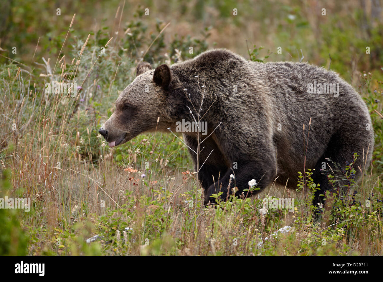Orso grizzly (Ursus arctos horribilis) con la lingua fuori, il Parco Nazionale di Glacier, Montana, USA Foto Stock
