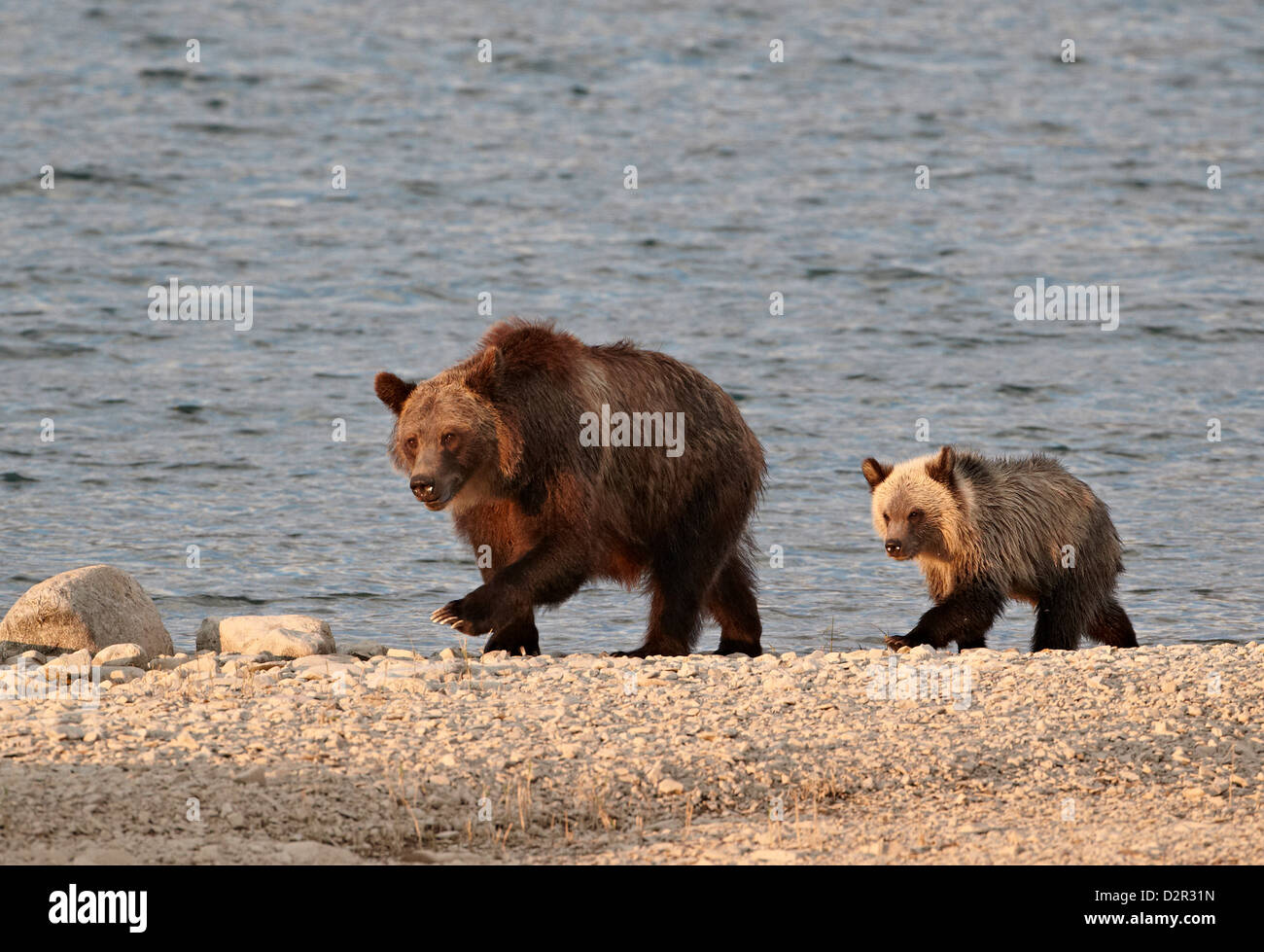 Orso grizzly (Ursus arctos horribilis) sow e yearling cub, il Parco Nazionale di Glacier, Montana, USA Foto Stock