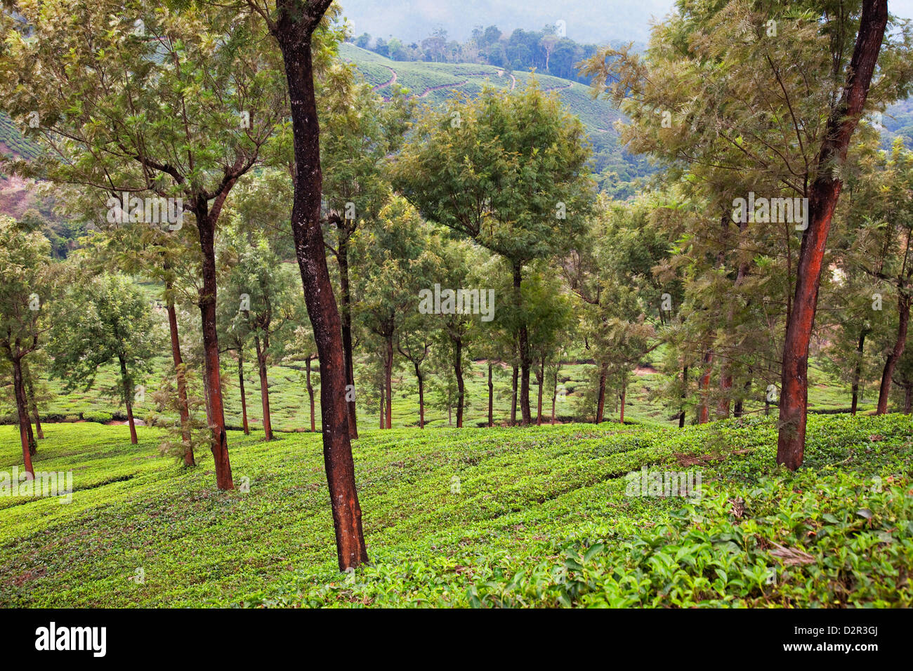 Le piantagioni di tè in Munnar Kerala, India, Asia Foto Stock