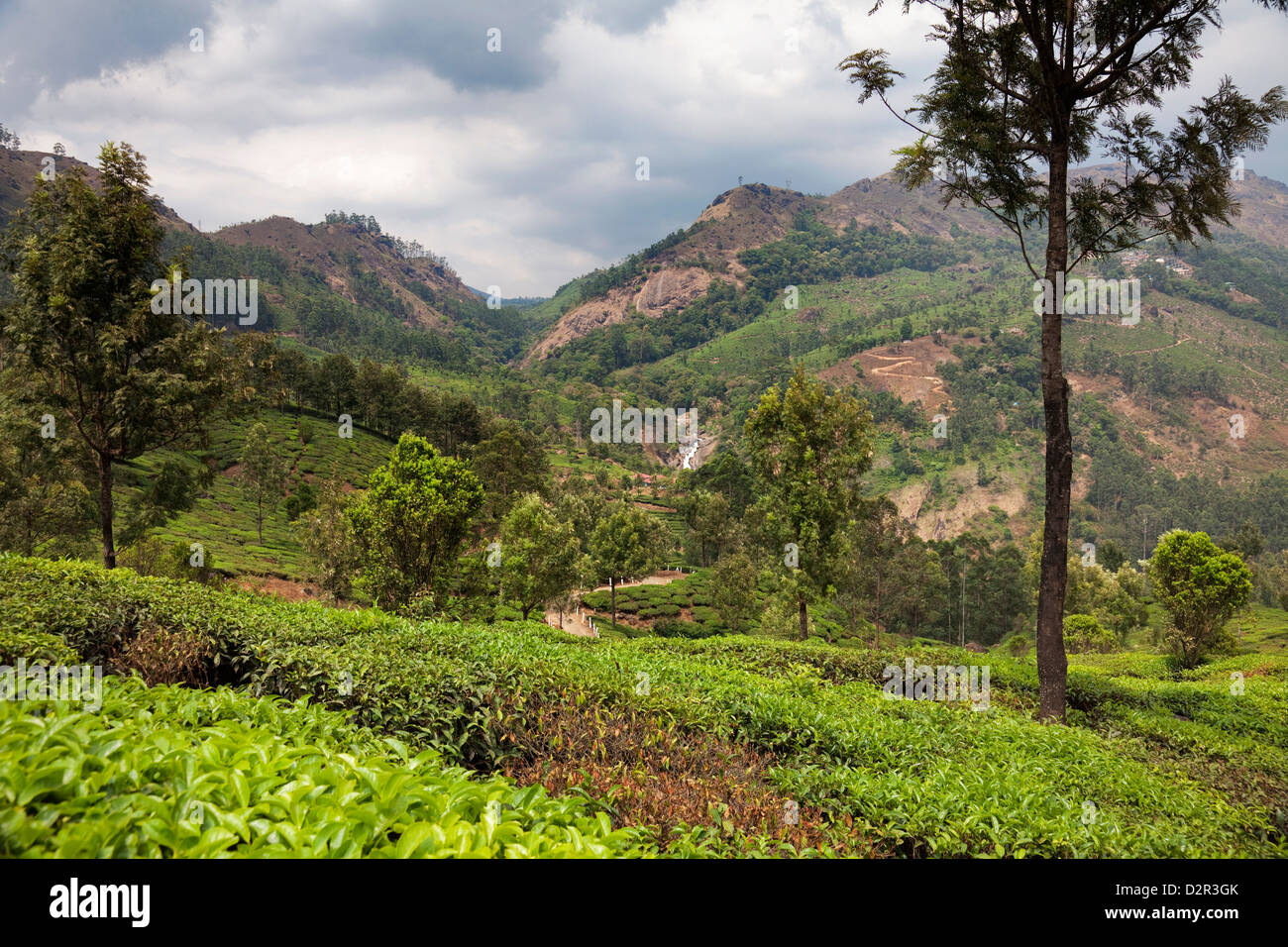 Le piantagioni di tè nelle montagne di Munnar Kerala, India, Asia Foto Stock