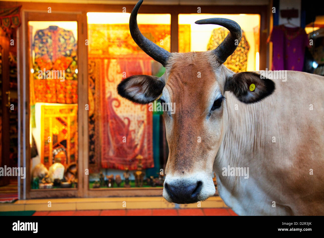 Mucca al di fuori di un negozio nella strada in Thekkady Kerala, India, Asia Foto Stock