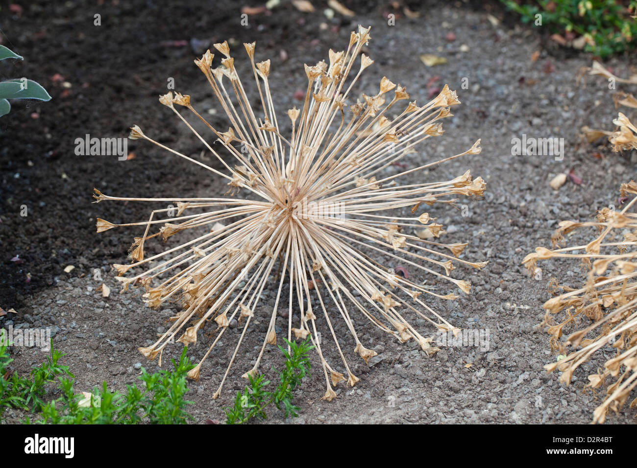 Impianto di secolo, Haemanthus toxicarius (Boophone disticha) Foto Stock