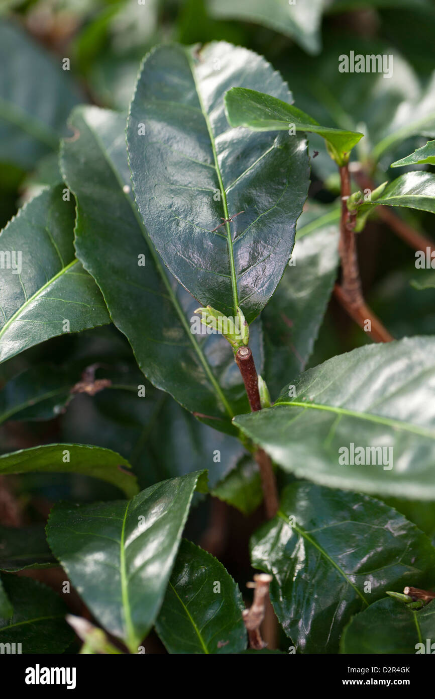 Tè cinese, impianto, Teträd (Camellia sinensis) Foto Stock