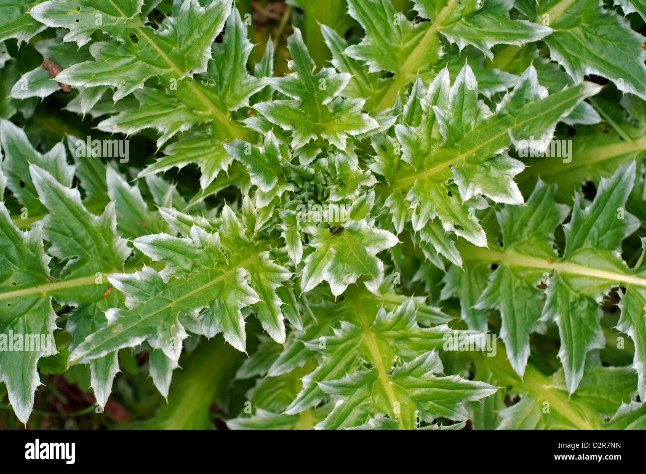 Fiore di tarassaco testa (Taraxacum sp.), l'Ucraina, l'Europa orientale Foto Stock