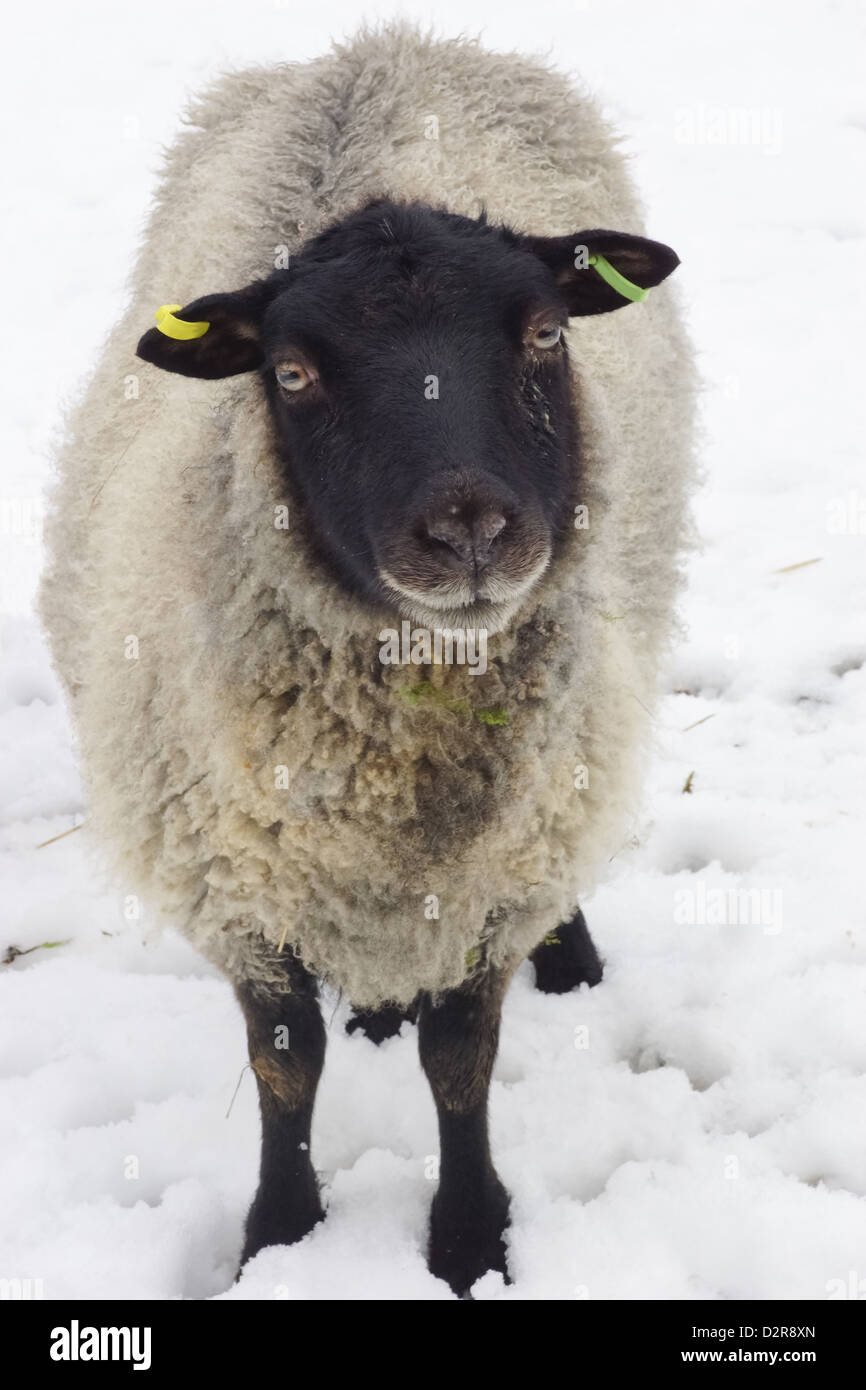 Il nero di fronte pecore nella neve Foto Stock