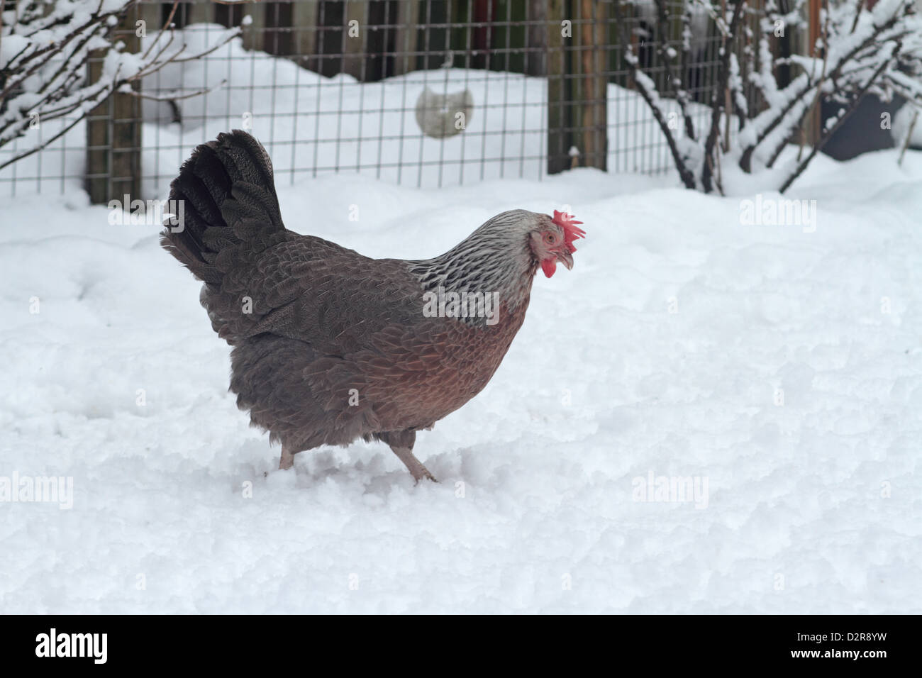Grigio argento dorking di pura razza di veglia di pollo nella neve. UK Gennaio 2013 Foto Stock