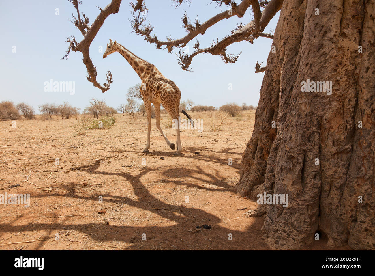 La giraffa nel parco di Koure, 60 km ad est di Niamey, uno degli ultimi giraffe in Africa occidentale, Niger, Africa occidentale Foto Stock