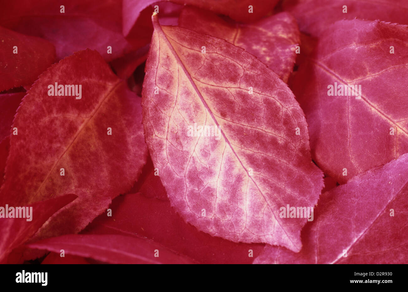 Euonymus europaeus, albero di mandrino, rosso. Foto Stock