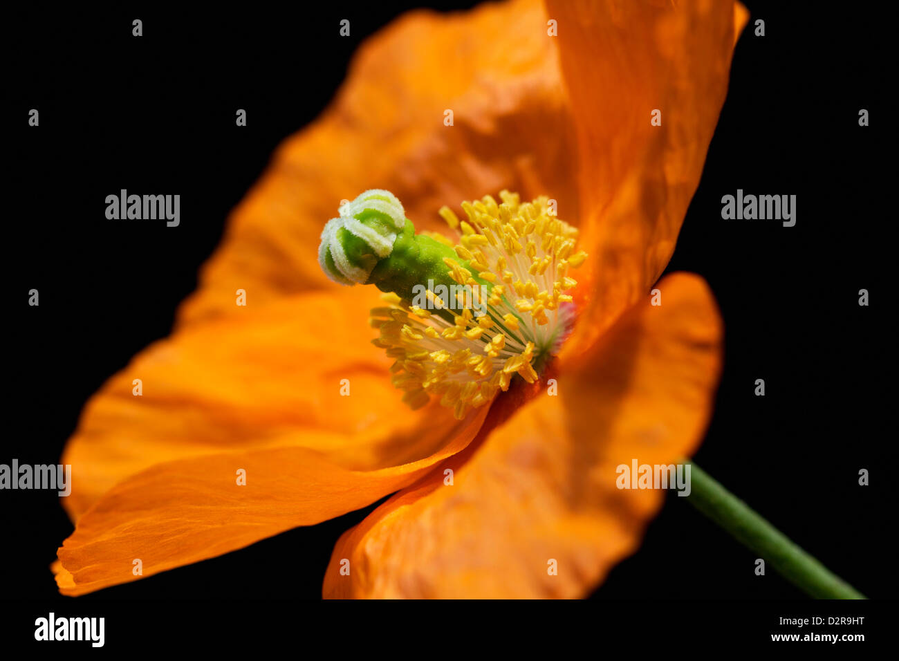 Il Seme Di Papavero - Particolare E Utile, Ma Pericoloso - Sementi Rosi - Foto 7