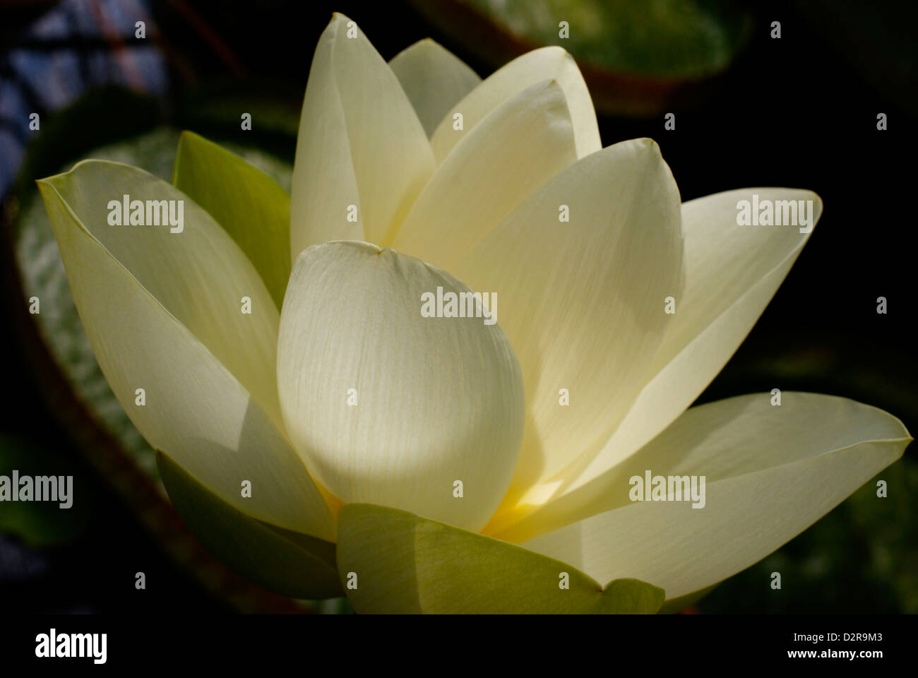 Apertura White Lotus petali di fiori Foto Stock