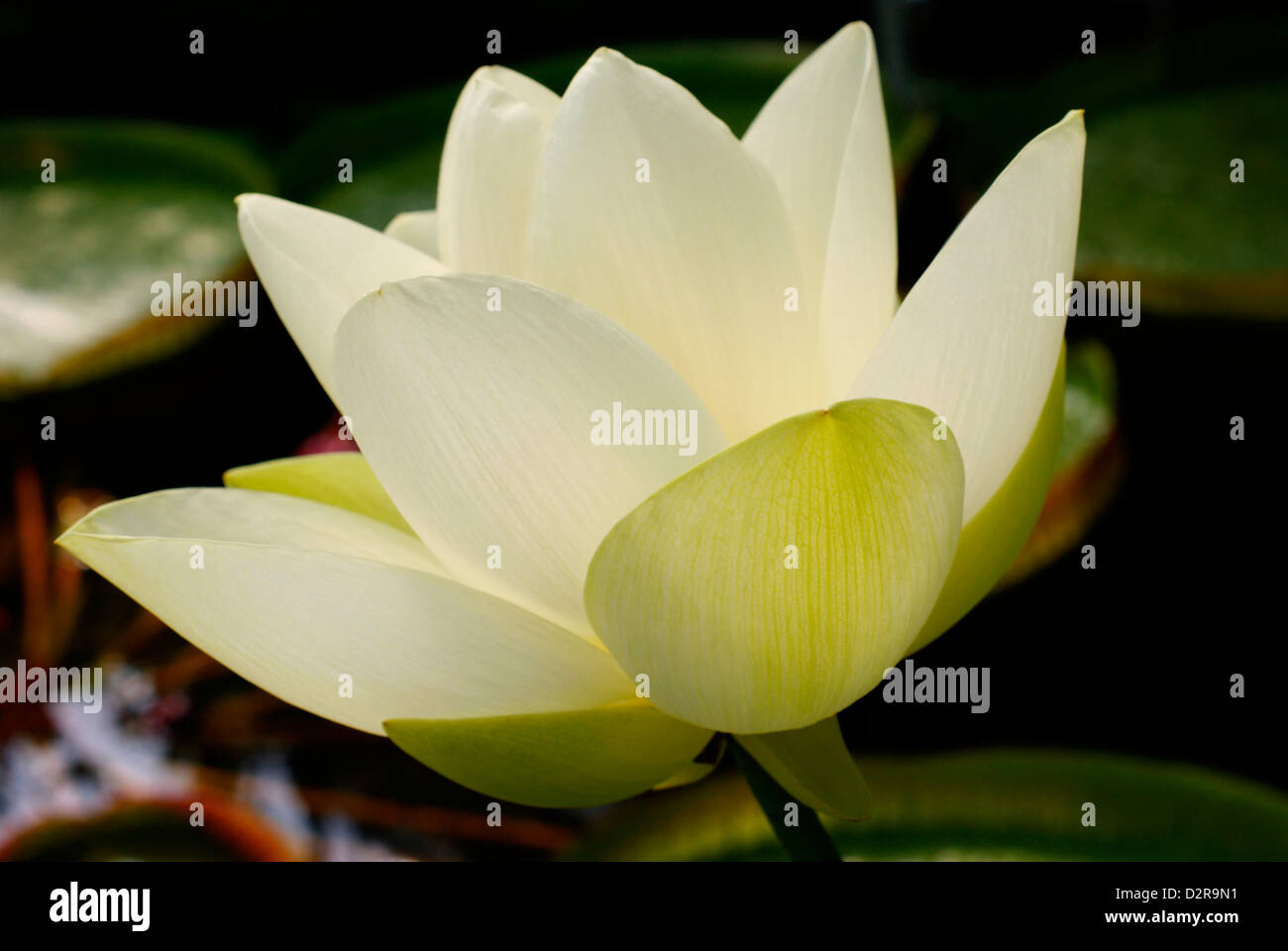 Apertura White Lotus petali di fiori - Ninfee su stagno in background. Foto Stock