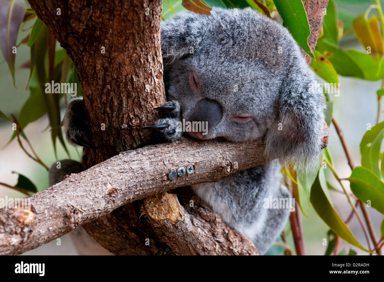 Koala (Phascolarctos cinereus) nel santuario di Townsville, Queensland, Australia Pacific Foto Stock