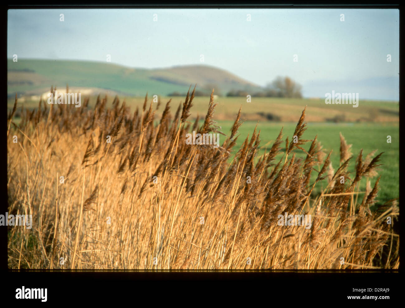 Erba lunga dal fiume Foto Stock